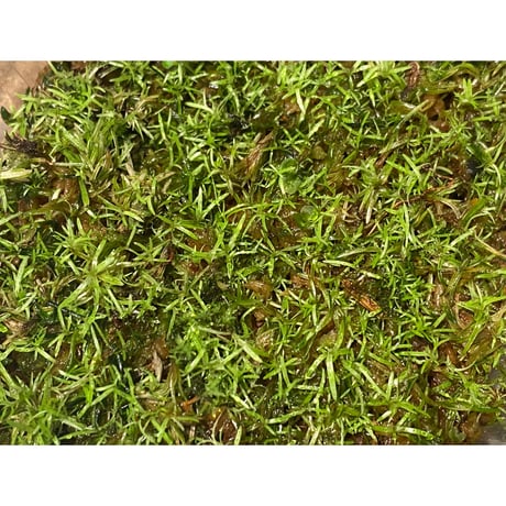 Moss from Ipoh State Malaysia