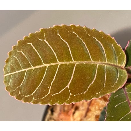 Labisia sp. from Riau sumatera