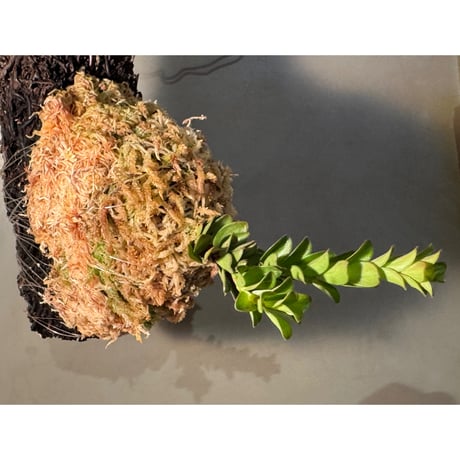 (2芽立ち) Disterigma bracteatum [ECUAGENERA]