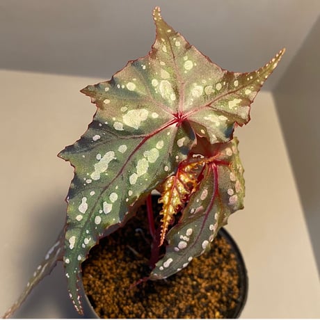 Begonia laruei from Berastagi [R0815-01]