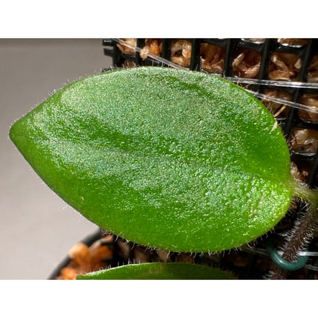 Aeschynanthus sp. from South Sulawesi [STRINGE PLANTS]