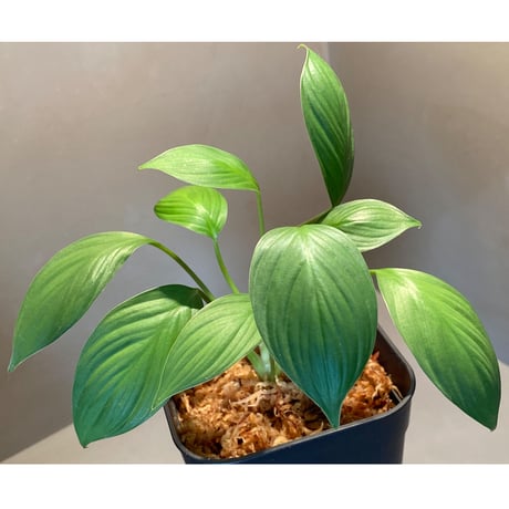Homalomena sp. from Kuala Balah [TK270316]