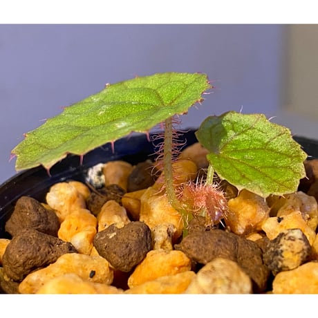 Begonia susaniae