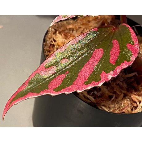 Begonia sp. ぼっち株 from Julau [R1214-01b]