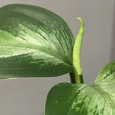 Aglaonema pictum "Chaos-D" from Tigalingga [HW0219-01d]