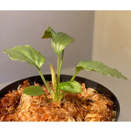 Homalomena sp. "灰銀" from Pulau Singkep