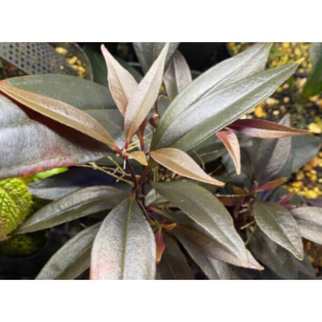 Medinilla sp. from Irian Jaya Papua