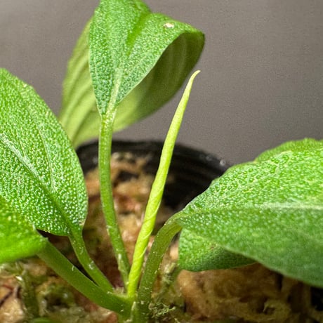 Homalomena asperifolia "Sumatra barat" [TB]