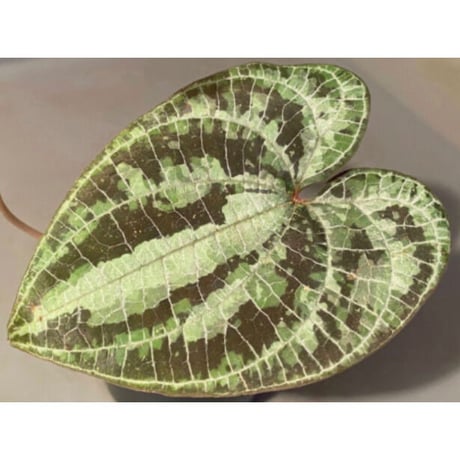 Dioscorea dodecaneura (discolor)