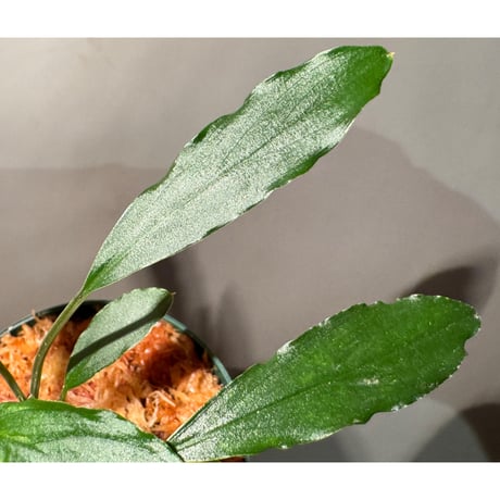 Homalomena sp. from Siberut sumatera [LA0212-00]