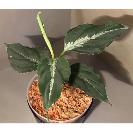 Aglaonema pictum "BB4.5th" BNN from Sibolga timur [AZ0617-43] No4