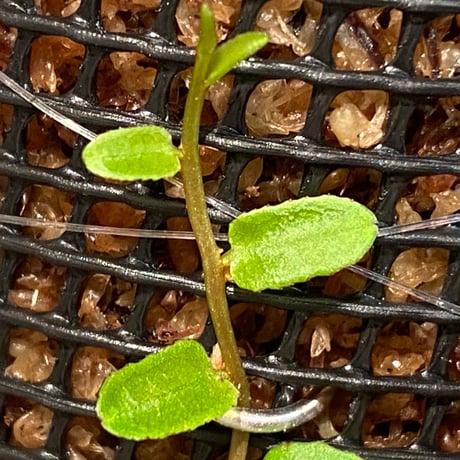 Marcgravia sp. "Green leaf type" from Tarapoto Peru alt1,000m