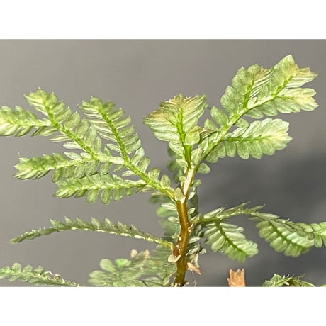 Selaginella picta