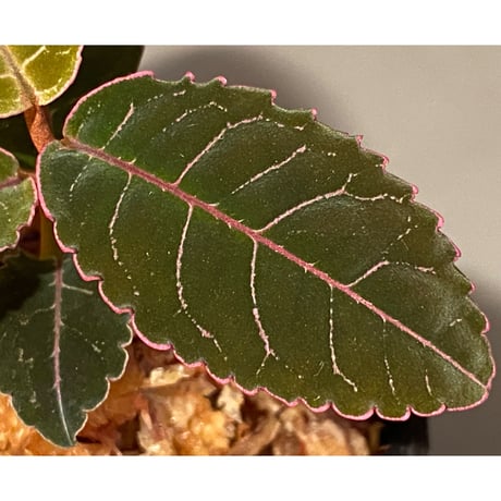Labisia sp. from Riau sumatera