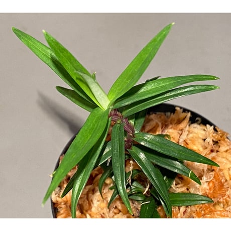 Freycinetia sp. "Muara wahau" Kalimantan timur [TB]