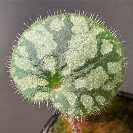 Begonia austroguangxiensis