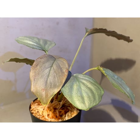 Homalomena sp. "Red" from Bogor