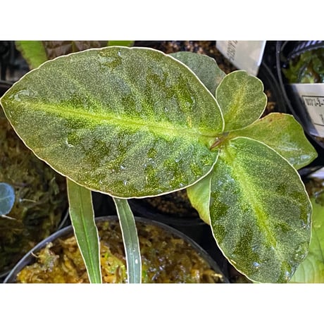 Ardisia sp. from Saripoi [LA0515-02]