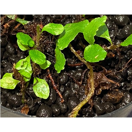 Microgramma heterophylla 伊藤蟻植物農園
