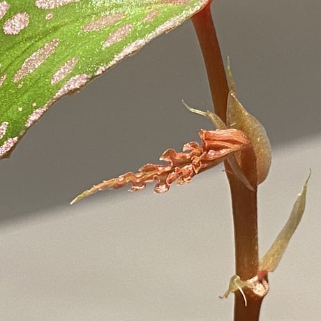 Begonia sp. from Tawau [TK071116-2]