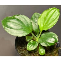 Homalomena sp. "Kayu Lapis" White Kal-barat [TB]