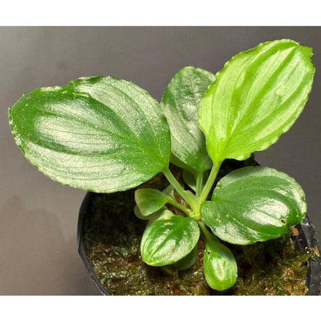 Homalomena sp. "Kayu Lapis" White Kal-barat [TB]