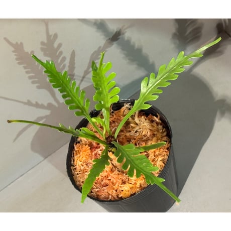 希少　アスプレニウムcf.ノルマーレ アスプレニウム cf. ノルマーレ（Asplenium cf. normale