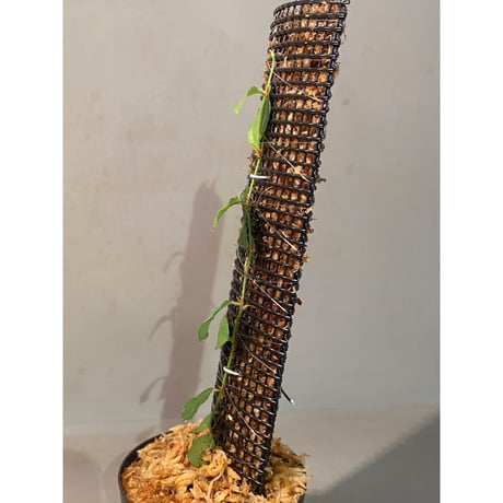 Ficus sp. "Muara wahau" white Kalimantan timur [TB]