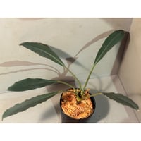 Galantharum sp. from  Mahakam East Kalimantan
