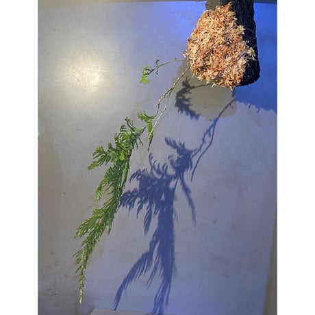 Selaginella sp. from Sangkhlaburi Kanchanaburi Thailand ④