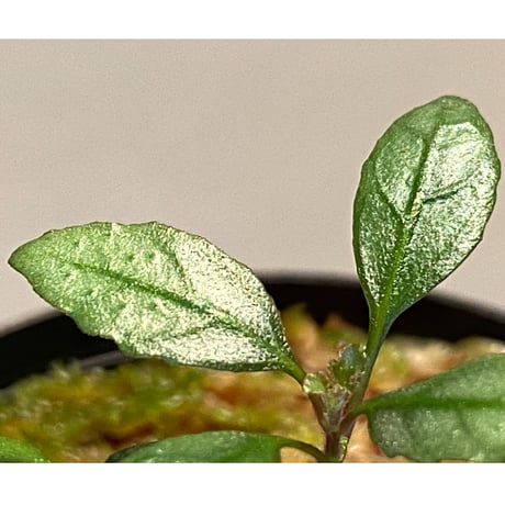 Hemigraphis sp. from Mindanao
