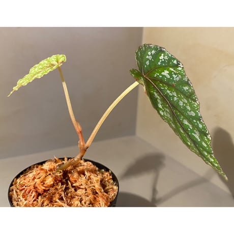 Begonia handelii var. prostrata from Viet Nam