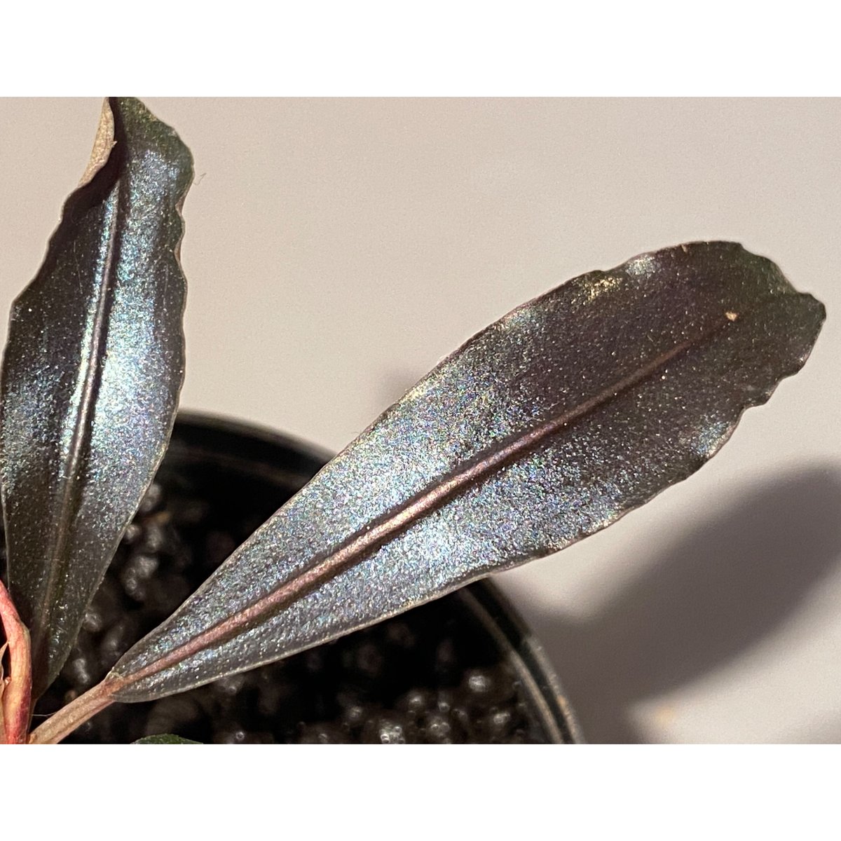 せ*ね様 TB便‼️Bucephalandra sp dark gray② Bucephalandra sp. 