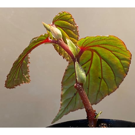 Begonia sp. "Matang-3" from Matang Sarawak [RIO]
