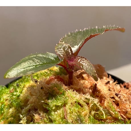 Sonerila sp. wf1 from Phang Nga Thailand [KZT]