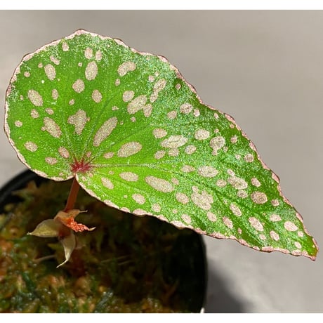 Begonia sp. from Tawau [TK071116-2]