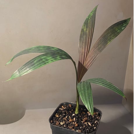 Pinanga watanaiana from Thailand