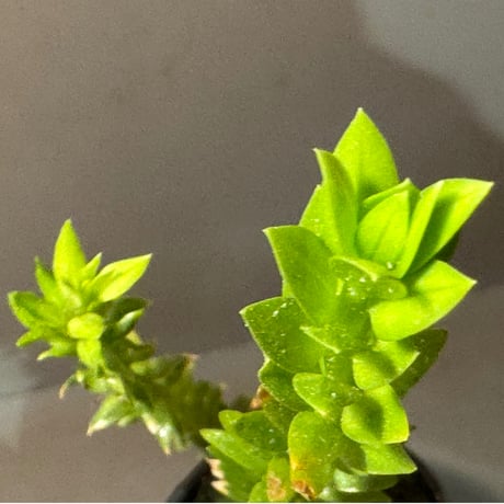 Phlegmariurus phlegmarioides Aimas, Sorong, West Papua 伊藤蟻植物農園