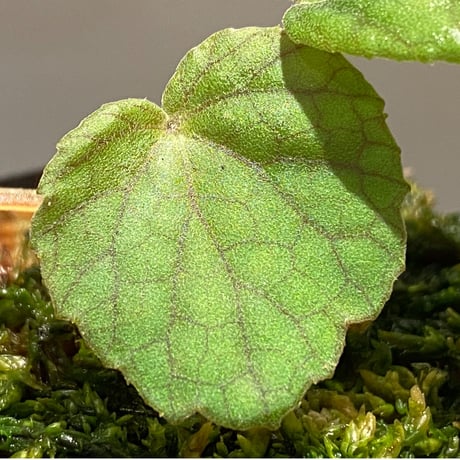 Begonia sinuata