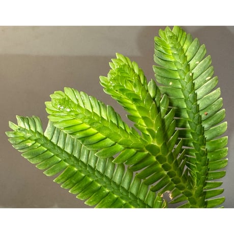 Selaginella sp. from Landak West Kalimantan