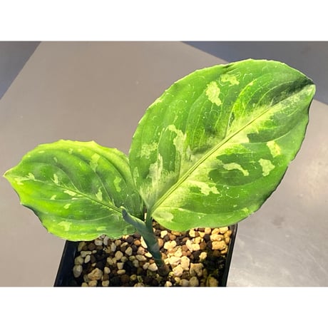 Aglaonema pictum CW1507 モザイク from Sumatera barat [TB]