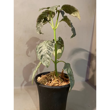 Ophiorriza sp. "鋼" from Aceh Selatan [HW0816-03]