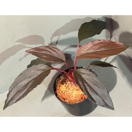 Homalomena sp. "Neon Purple" from Malaysia ①