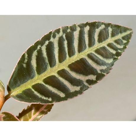 Labisia sp.