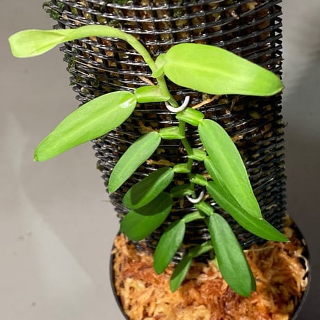 Epipremnum sp. from Khlong Yai Trat Thailand