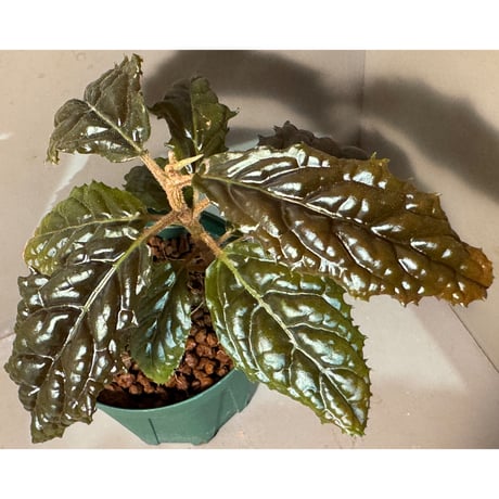 Ardisia sp. from Bengkulu [LA0315-1]