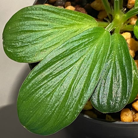Homalomena sp. [LA0317-z-r]
