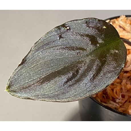 Homalomena sp. from Air Terjun Resun Pulau Lingga[AZ0811-1]
