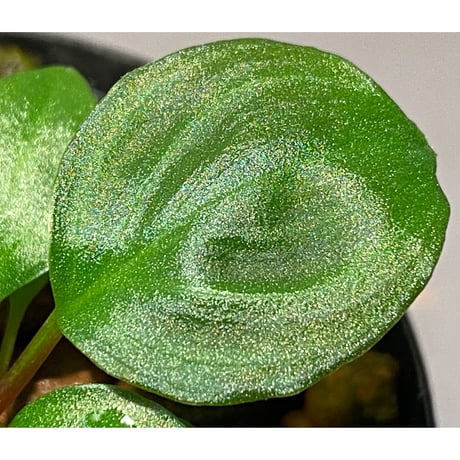 Homalomena sp. from Tambunan [TK200217]