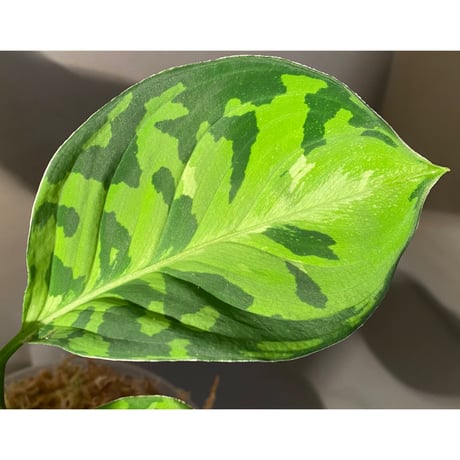 Aglaonema pictum "マルチカラー白玉" D.F.S from Sumatera barat [AZ0912-1]